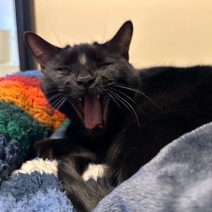 Meet your Posher, Jodi